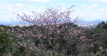 c0036203_1750166.jpg