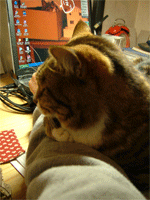 c0022913_23544024.gif