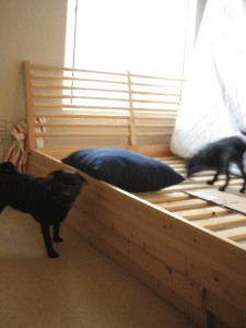 b0035453_1923058.gif