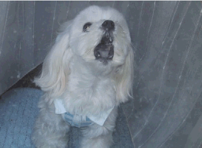b0060071_025651.gif