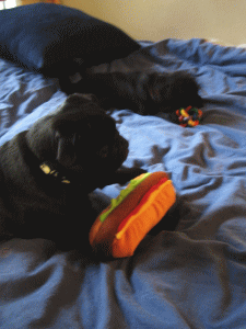 b0035453_18175350.gif