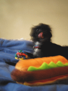 b0035453_19304434.gif