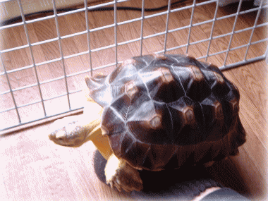 b0055276_0274856.gif