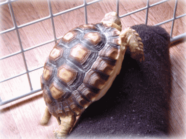 b0055276_0332251.gif