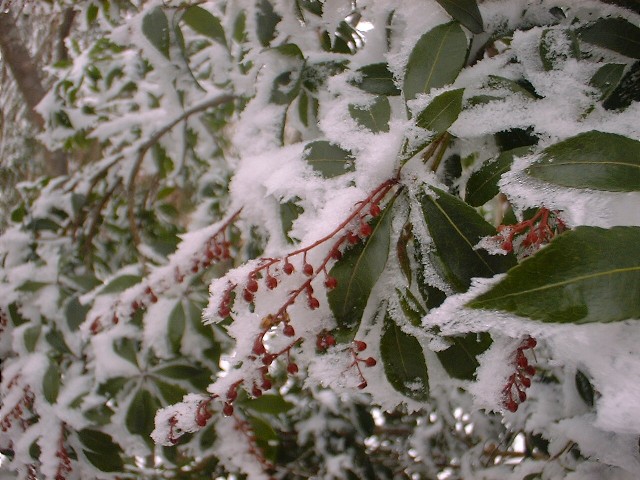 b0039898_15285989.jpg