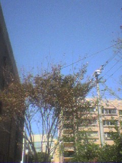 c0004035_19232060.jpg