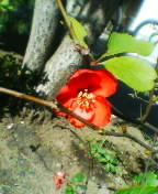 c0026178_10482222.jpg