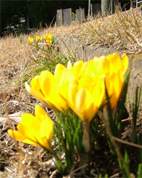 c0022913_14514380.gif