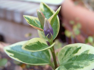 a0034419_17215541.jpg