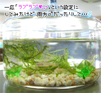 a0021543_1226587.gif