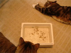 c0022913_10435654.gif