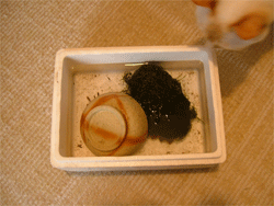 c0022913_1044660.gif