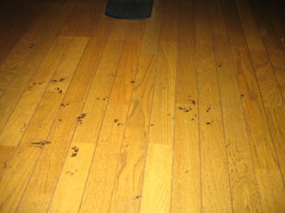 b0054330_21333415.jpg