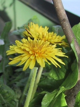 c0056903_1911416.jpg