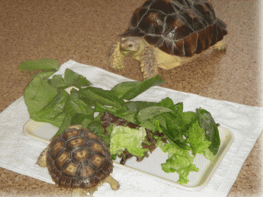 b0055276_23361361.gif