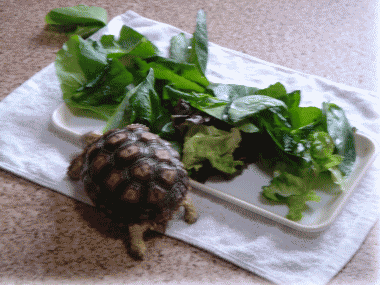 b0055276_23383625.gif