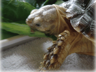 b0055276_23392396.gif