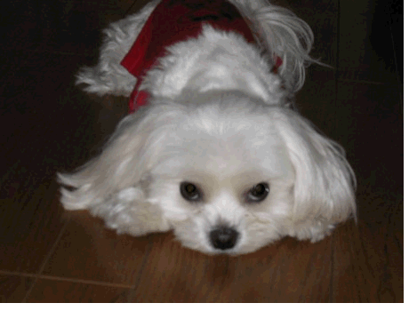 b0060071_19265796.gif