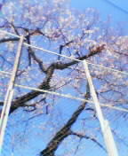 c0026178_2184989.jpg