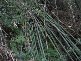 c0012304_1305795.jpg
