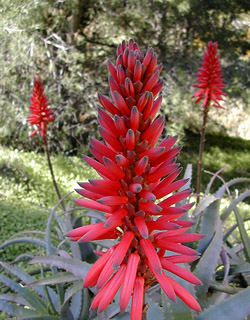 c0009070_6595334.jpg