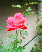 c0020059_11121234.jpg