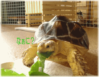 b0055276_0401789.gif