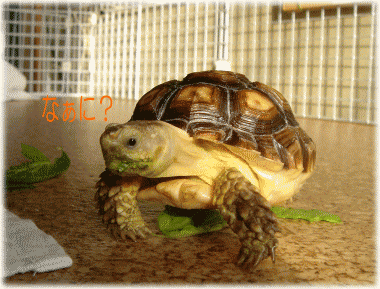 b0055276_0403159.gif