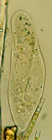 b0062579_21572269.jpg