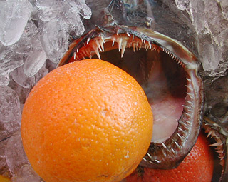 c0009070_8504753.jpg