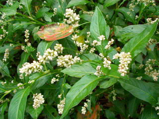 c0061331_0115676.jpg