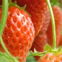 c0062361_22481564.gif