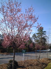b0001284_833364.jpg