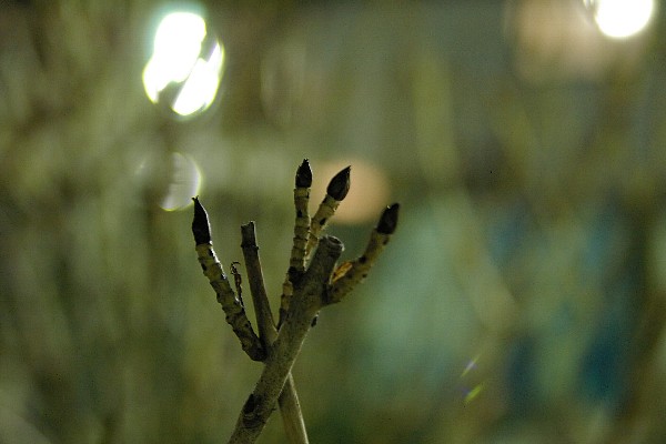 a0030792_425577.jpg