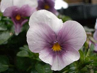 b0061107_1745333.jpg