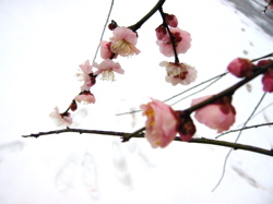 b0046038_959326.jpg