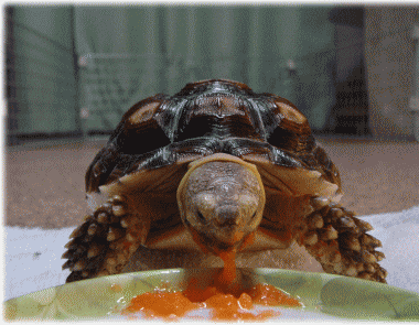 b0055276_093547.gif