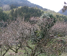 c0036203_19331296.jpg
