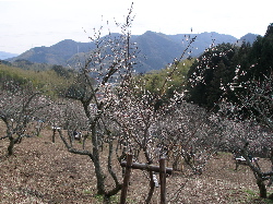 c0036203_2191320.jpg