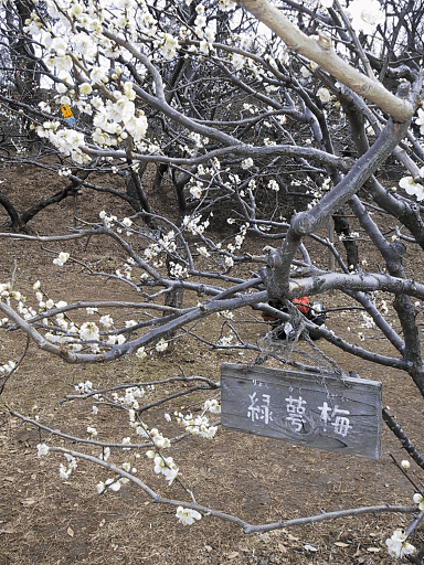 a0006605_22274338.gif