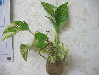 b0048803_23182737.jpg