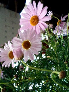 c0050264_1383183.jpg