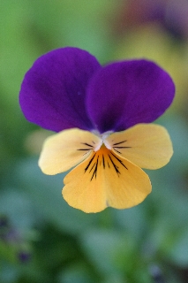c0039205_8282523.jpg