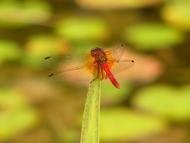 c0062511_23434936.jpg