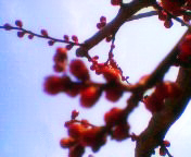 c0055305_11552671.jpg