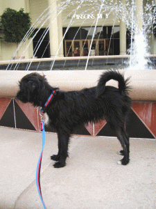 b0035453_11391577.gif