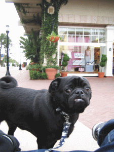 b0035453_11395449.gif