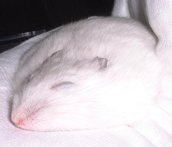 c0004601_1216662.jpg