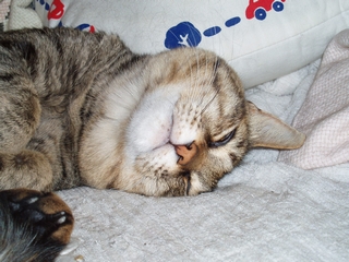 a0027720_2013045.jpg