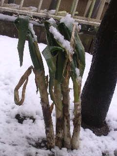 c0065643_1232315.jpg